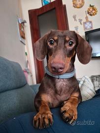 Disponibile per Monta - Bassotto Nano