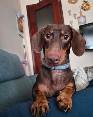 Disponibile per Monta - Bassotto Nano