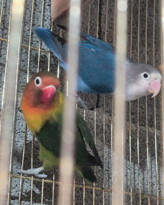 Ucelli inseparabile kakariki femmina