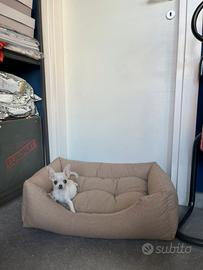 Cucciola chihuahua mini bianco