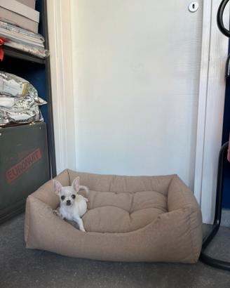 Cucciola chihuahua mini bianco