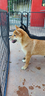 shiba-inu-con-pedigree-enci