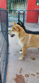 Shiba inu con pedigree enci