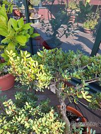 Bonsai di pistacia lentiscus