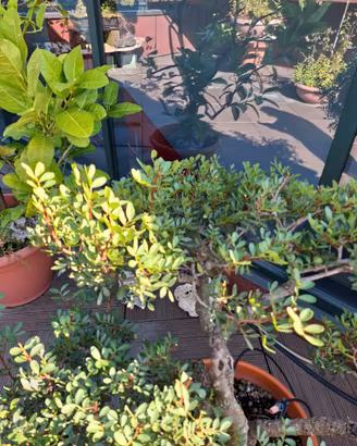 Bonsai di pistacia lentiscus