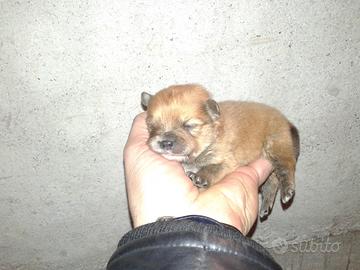 Spitz tedesco Piccolo