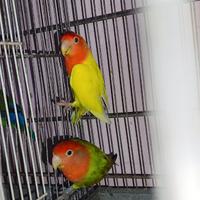 Inseparabili Agapornis roseicollis