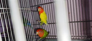 Inseparabili Agapornis roseicollis