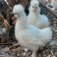 Galline Moroseta (Coppie)