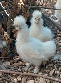 Galline Moroseta (Coppie)