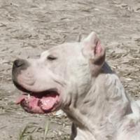 Dogo argentino di altissima genealogia