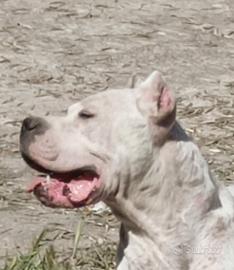 Dogo argentino di altissima genealogia