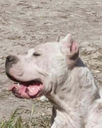 Dogo argentino di altissima genealogia