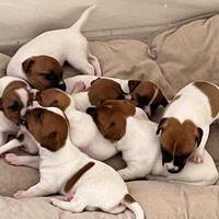 Jack russell