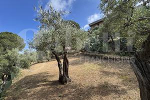 Terreno Agricolo Messina [Cod. rif 3331511VCG]
