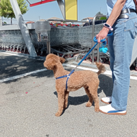 Cane barboncino razza, piccola taglia