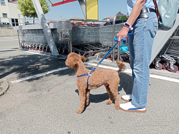 Cane barboncino razza, piccola taglia