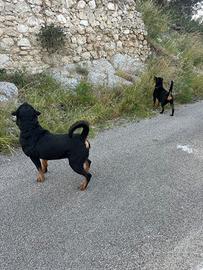 Cane rottweiler