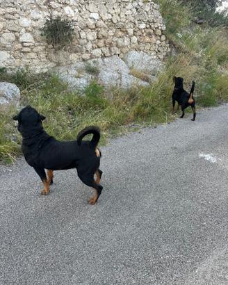 Cane rottweiler