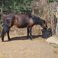 Pony