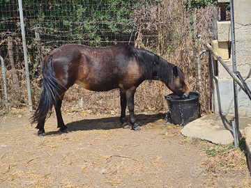 Pony