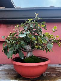 Pre Bonsai di Ficus ginseng