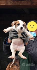 Pitt dogo