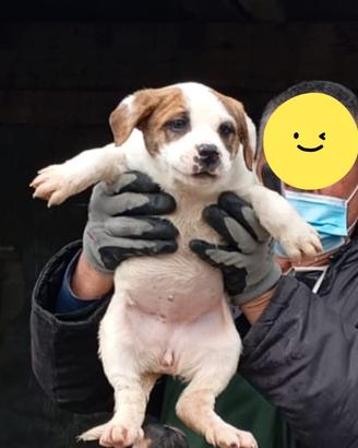 Pitt dogo
