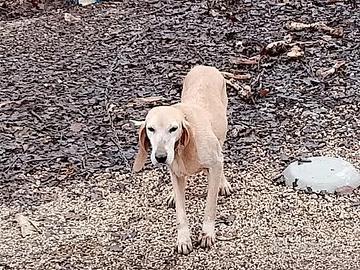 Seguio per caccia alla lepre