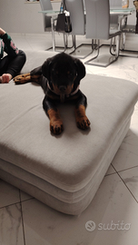 Rottweiler 3 mesi