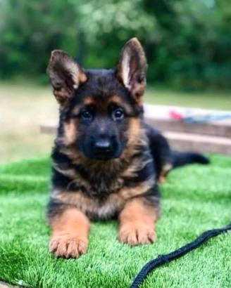 Cuccioli pastore tedesco