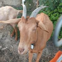 Capretta
