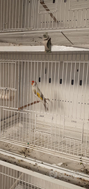 Cardellino Major Opale