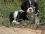 Immagine 2
