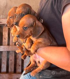 Cuccioli di bassotto puri