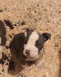 Cucciolo di Amstaff Blue con pedigree ENCI