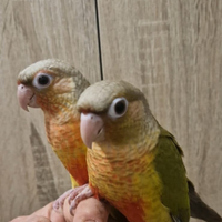 Conuri fianchi Gialli