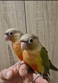 Conuri fianchi Gialli