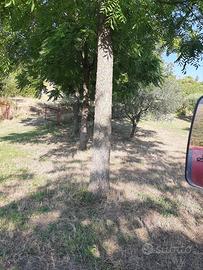 90 Piante di Noce da Legno Mature (31 anni)