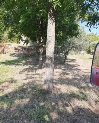 90 Piante di Noce da Legno Mature (31 anni)