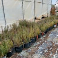 Pianta officinale