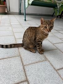 Gattini