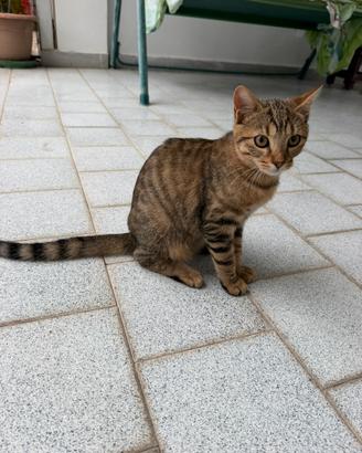 Gattini
