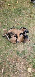 Cuccioli di Pastore Belga Malinois