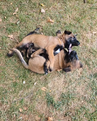 Cuccioli di Pastore Belga Malinois