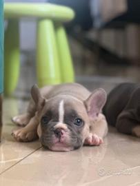 ?Splendidi cuccioli di Bulldog Francese Esotici?