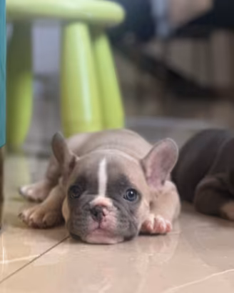 ?Splendidi cuccioli di Bulldog Francese Esotici?