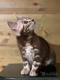 Cuccioli di razza Bengala