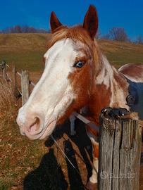 Paint horse femmina
