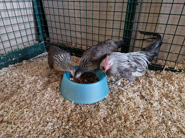 Olandesine nane - galline nane